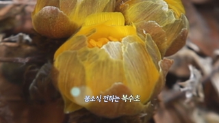 [영상구성] 봄소식 전하는 복수초