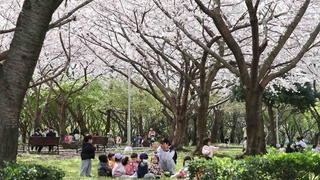 서울 역대 다섯 번째 이른 벚꽃…내일 23도 고온현상