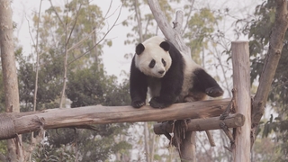 [헤이!월드] “이젠 스페인이 우리 집”…적응 끝낸 판다 한 쌍 공개 外