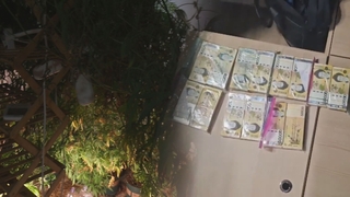 ‘이웃집’에서 마약 키울 줄은…도심 대마 재배 기승