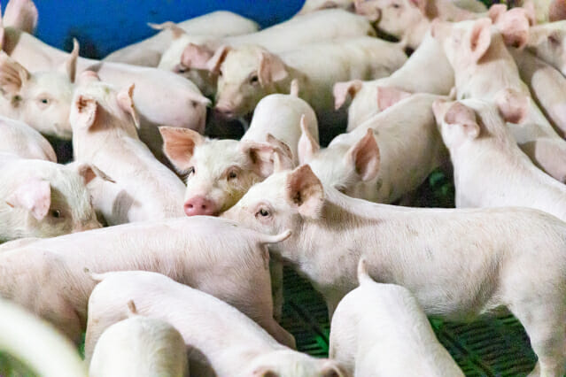 돼지 열병에 이탈리아 비상…이동금지 조치 발령