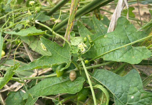 담수식물 ‘뚜껑덩굴’서 항생제 내성 완화 효과 확인