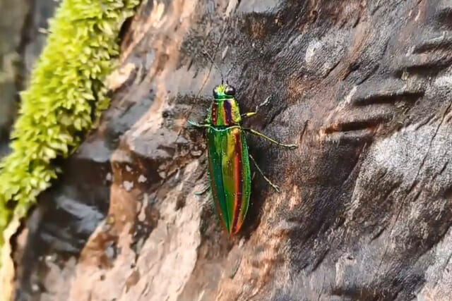 국립공원공단, 자태 뽐내는 비단벌레 등 희귀 야생생물 영상 공개