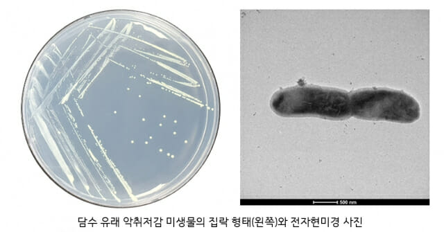 낙동강생물자원관, 축산악취 물질 분해하는 미생물 발견…특허출원