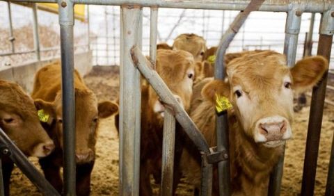 독일 구제역 발생…한국은 일부 가축 수입 중단