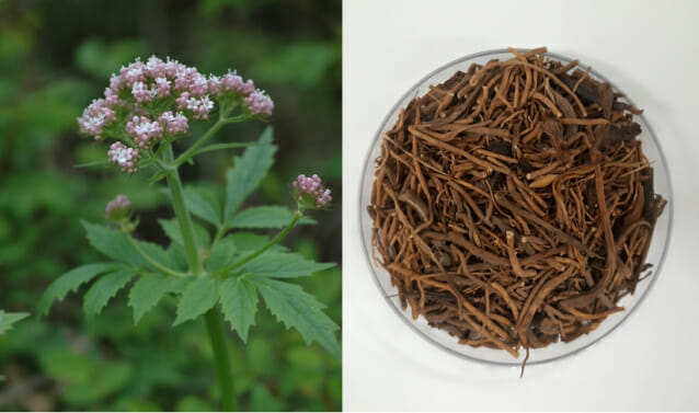 쥐오줌풀 뿌리 특허 활용한 피부개선 화장품 나온다