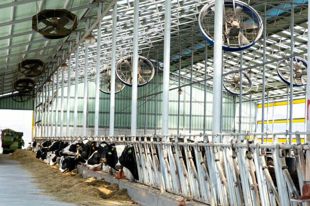 美 낙농업계, 트럼프 이민자 단속에 노동력 감소 우려…”우유·치즈 타격”