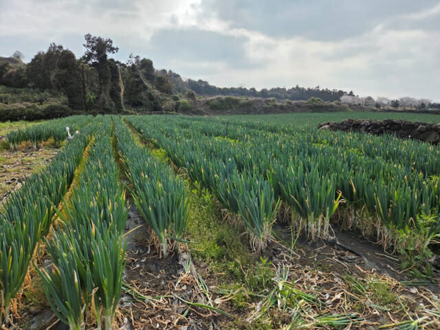 초록마을, 공급 과잉 친환경 제주 대파 10톤 매입