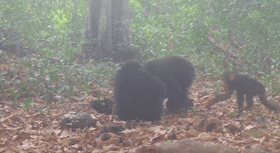 [영상] “침팬지도 술 마신다”…알코올성 과일 나눠 먹는 모습 첫 포착