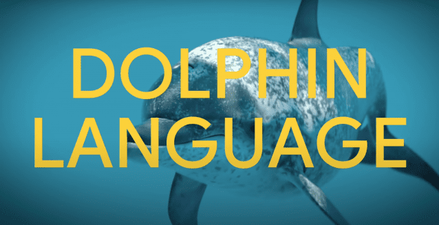 돌고래 언어도 해독하는 시대…구글, AI 모델 ‘돌핀젬마’ 개발