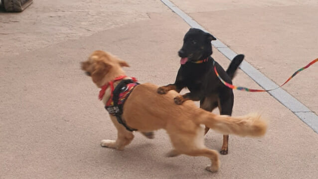‘반려견 환영’이라더니…”입장기준 알기도 어렵고 제각각”