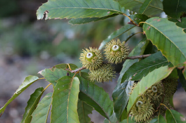 탄소흡수 가장 뛰어난 국립공원 자생수목은 ‘상수리나무’