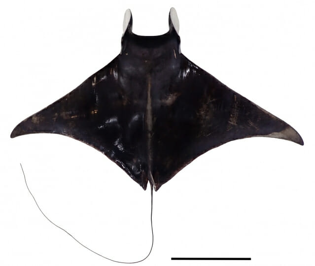 서해 연안에서 몸통 길이 2.2m, 120kg 대형 쥐가오리 발견