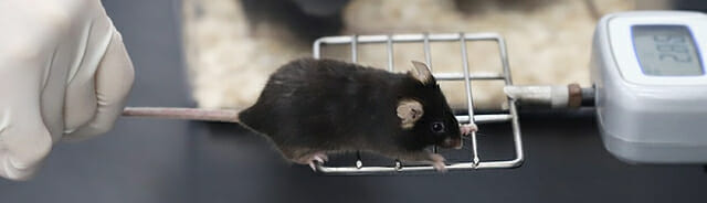 노인 근육감소 해결책 찾았다…”운동하면 근육서 특이 단백질 분비”