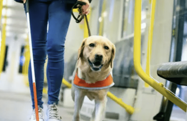 식당‧숙박시설서 장애인 보조견 출입 거부 빈번