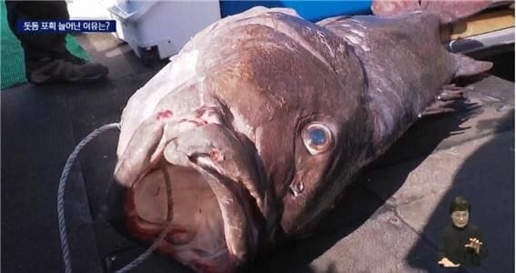 7월 일본 대지진 전조…부산서 ’전설의 물고기’ 또 잡혀