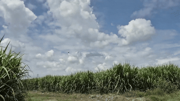 “금속 공 날아가요, 혹시 UFO”…콜롬비아서 신비한 구체 포착