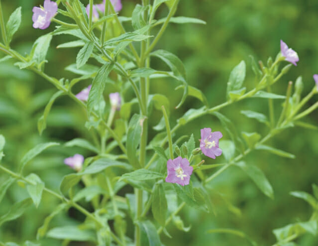 담수 멸종위기 식물 ‘큰바늘꽃’ 울릉도에 꽃 피운다