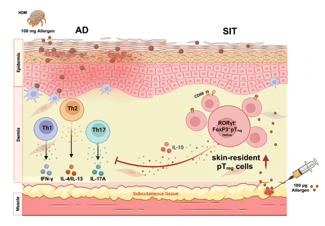 아토피피부염 면역치료 효과 매개하는 세포 규명