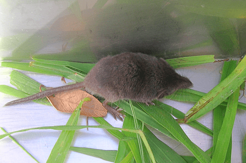 국내 연구진, 울릉도서 한타바이러스 발견