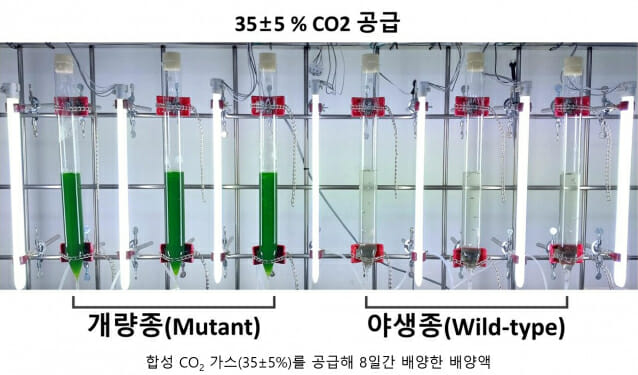 낙동강생물자원관, 산업현장 CO2 흡수해 산소 만드는 미생조류 개발