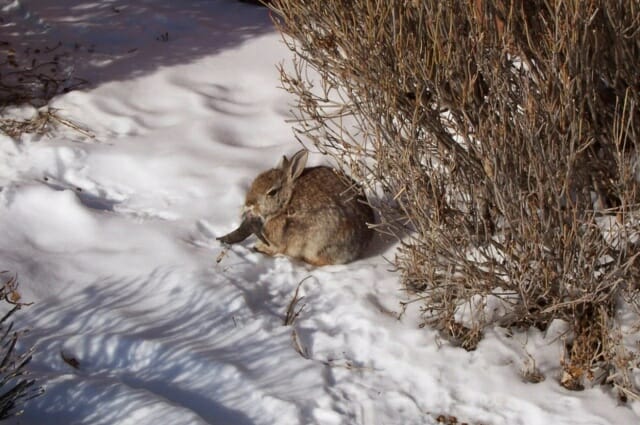 엽기 토끼 등장…美, 검은 뿔 달린 토끼 ‘공포’