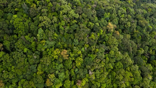 “아마존 열대우림, 100년 안에 사라진다”