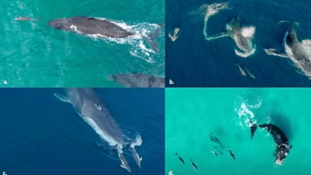 고래와 돌고래, 친구일까 아닐까