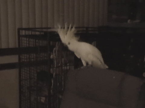 댄스왕 앵무새, 춤 동작 30가지 알고 있다