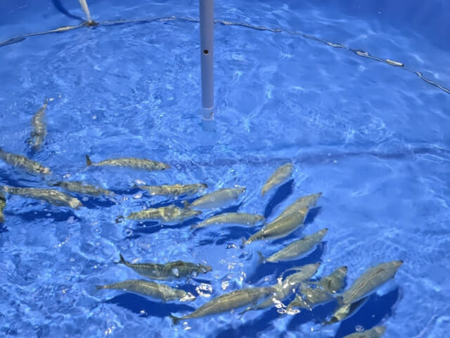 “1달러 고등어” 메가플랜, 블루포인트서 프리A 투자 유치