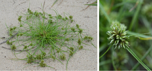 잡초로 항염·미백 효능 화장품 만든다