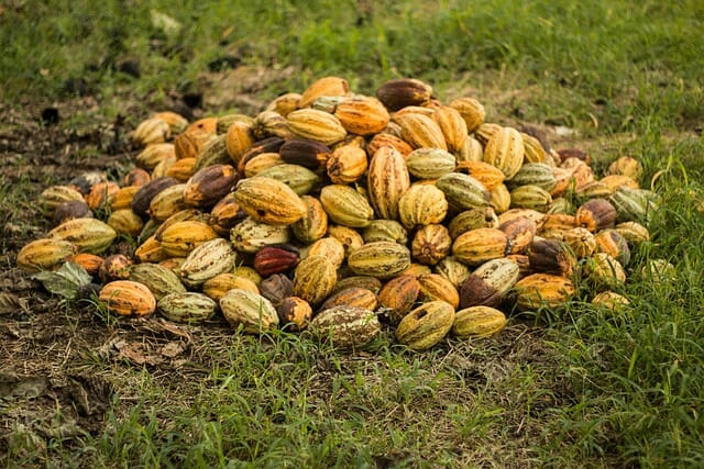 초콜릿 가격 또 오르나…생산지 카카오 원두 품질 악화