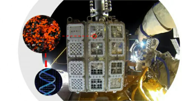 극한 조건서 생존하며 산소 내뿜는 슈퍼 생물 있다
