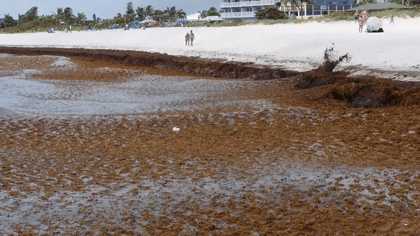 거대한 갈색 물질, 대서양 뒤덮었다…왜