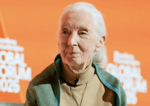 ‘침팬지의 어머니’ 세계적 동물학자 제인 구달 별세