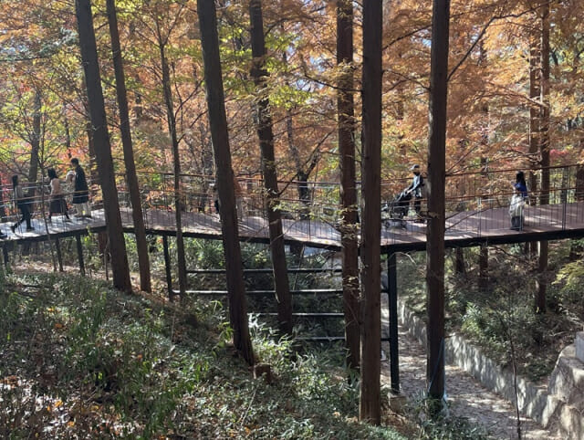 [1분건강] 도심 속 숲 많을수록 알레르기 염증 감소한다