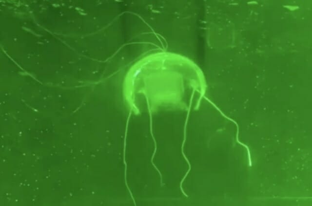 “진짜 해파리인 줄!”…中, AI 해파리 로봇 공개