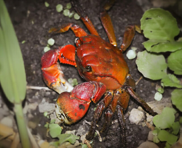 기후부, 1월 멸종위기 야생생물로 붉은발말똥게 선정